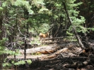 PICTURES/Uncle Jim Trail Hike/t_Uncle Jim Trail - Deer2.JPG